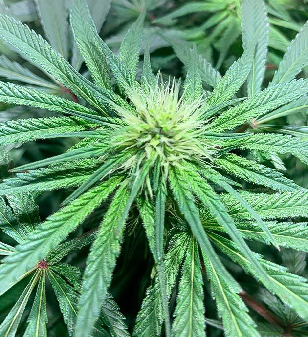 Куст сорта Trainwreck Fast Version ростом 56 см