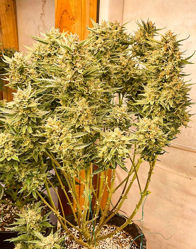 Сбор урожая Gelato Auto