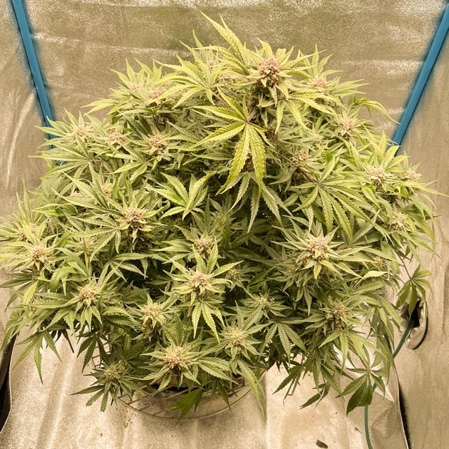 Куст Cherry Cola Auto от FastBuds на 12 неделе