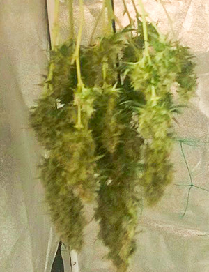 Вертикальная сушка в гроубоксе