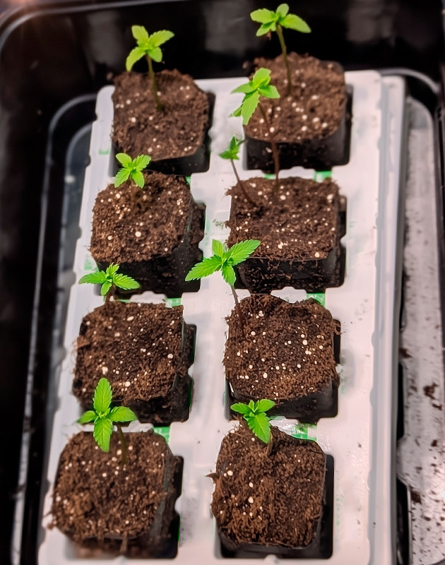 Ростки Bruce Banner #3 от Herbies Seeds на 1 неделе