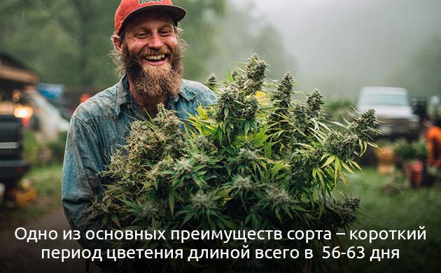 Основные характеристики выращивания