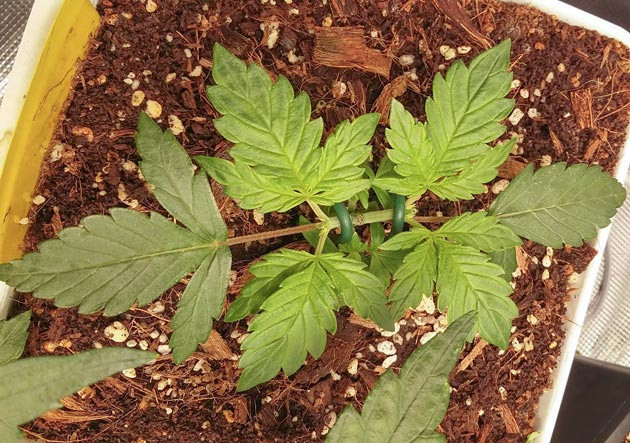 Саженец конопли восстановился после топпинга