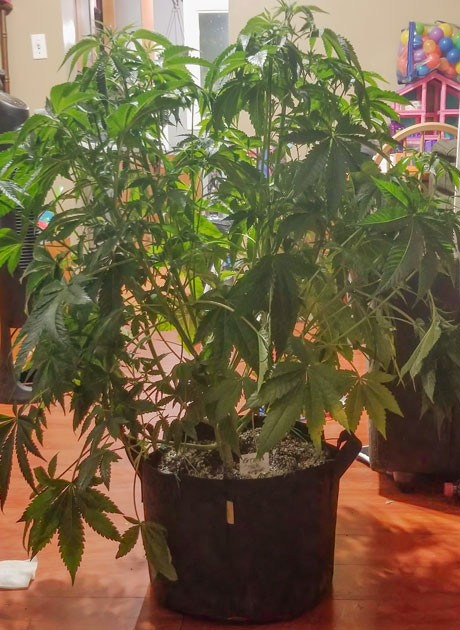 Установка угольного фильтра Куст Green Crack 2.0 от Humboldt Seed Organization ростом 53 сантиметра