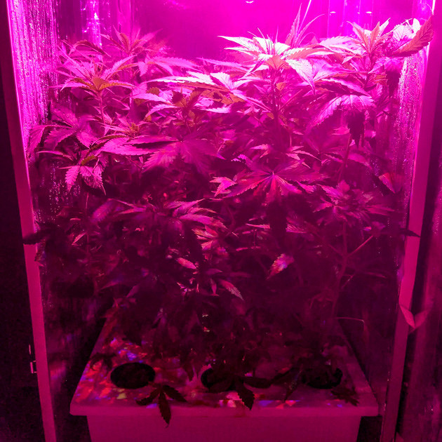 5 неделя выращивания Big Bang Auto