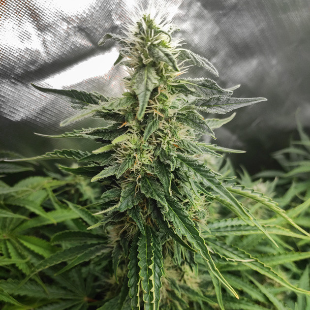 Центральная кола Auto White Widow