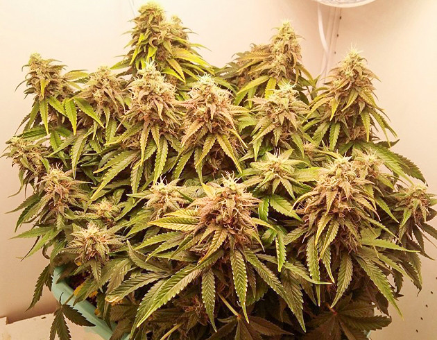 Подготовка к харвесту Созревший куст Devotchka