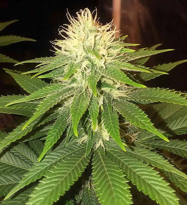 Гроурепорт сорта Pineapple Chunk