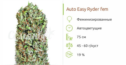 Auto Easy Ryder от сидбанка Семяныч