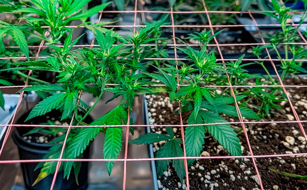 Применение сеток или решёток для поддержки саженцев Горизонтальная поддержка с помощью сеток