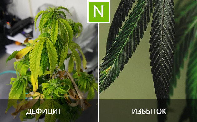 Проблемы с дозировкой азота Последствия дефицита и избытка азота