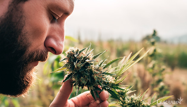 Классификация терпеновых профилей марихуаны