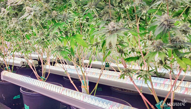 Эффективный досвет конопли: нижний и боковой свет для грова