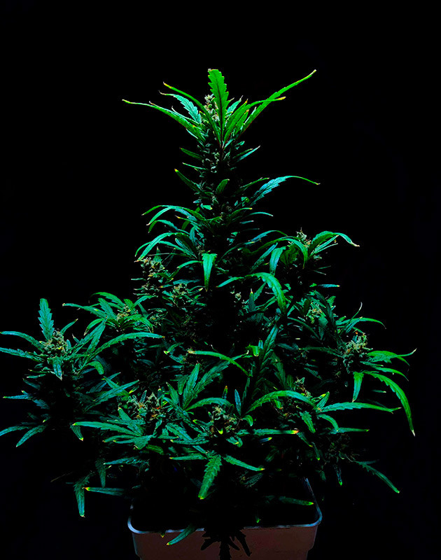 9 неделя выращивания конопли