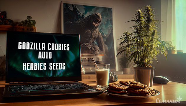 Гроурепорт сорта Godzilla Cookies Auto от Herbies Seeds