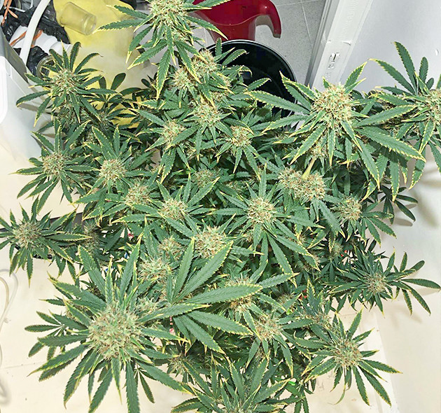 Полив куста без подкормки Листья с пожелтевшими краями