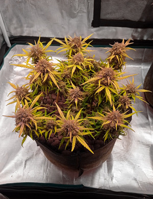 Куст с пурпурными соцветиями