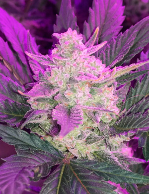 Появление янтарных трихом