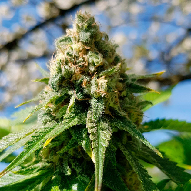 Соцветие Royal Gorilla