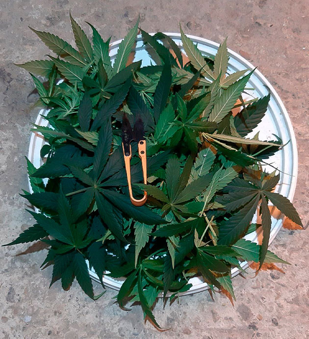 Стимуляция цветения сорта Glue Sherbet