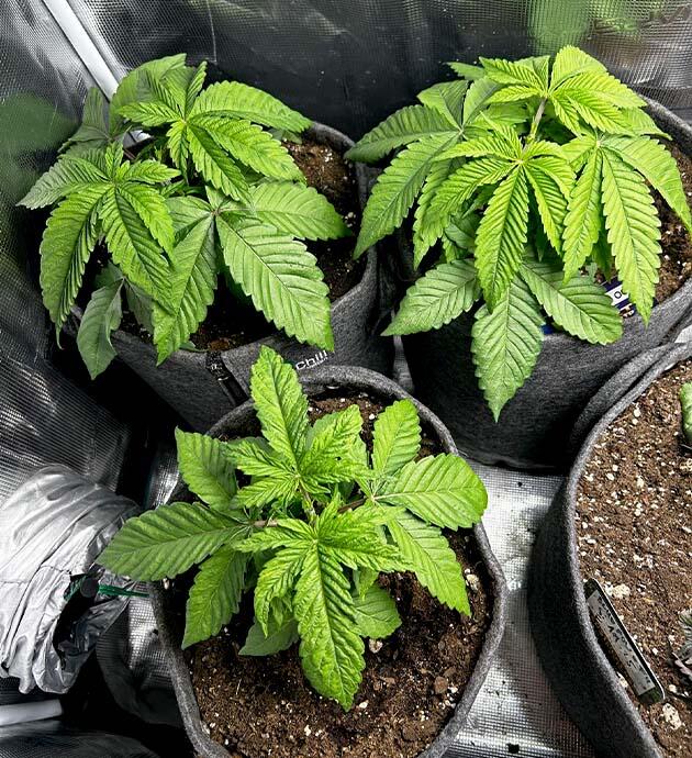 Кусты RS11 x Banana OG ростом 20 см