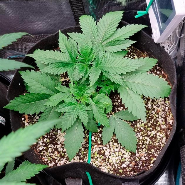 Метод LST конопли