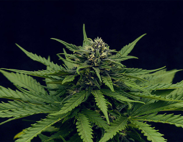 Цветение куста Tropicana Cookies Auto Удобрение и полив куста Tropicana Cookies Auto