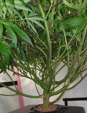 Стебли куста конопли