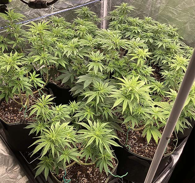 Гроурепорт Liberty Haze на 7 неделе