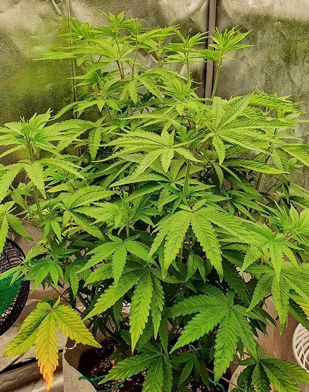 Куст Planet of the Grapes RBX от Ethos Genetics на 7 неделе