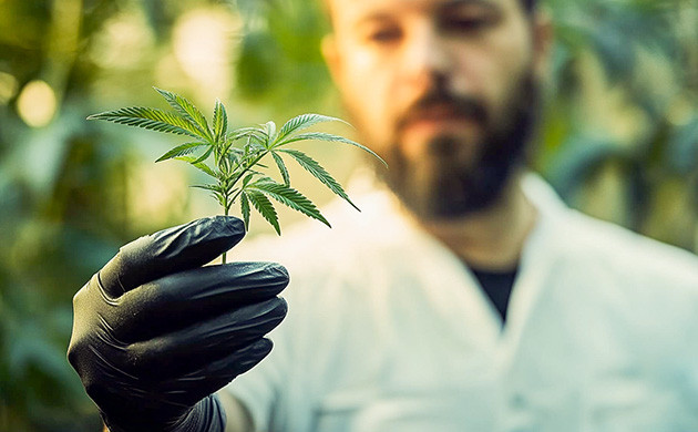 Происхождение сорта конопли Haze История сорта марихуаны Haze