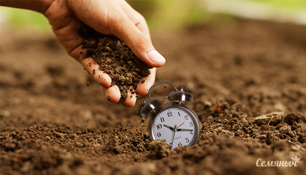 Способы проращивания семян