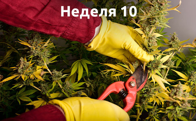Неделя 10: Харвест