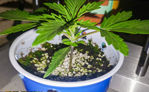 Появление новых узлов и листьев у ростка