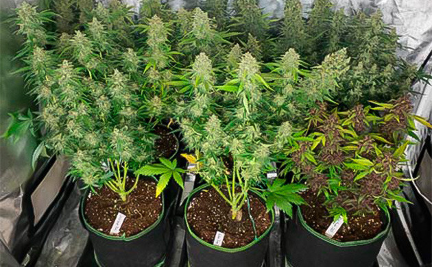 Харвест урожая выращиваемых в хороших условиях Три больших куста конопли с просторных гроубэгах