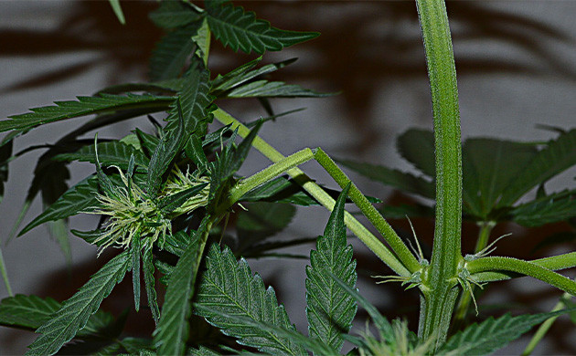 Повреждение тканей растения каннабиса Повреждение тканей растения конопли