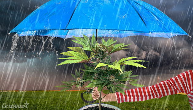 Конопля и плохая погода