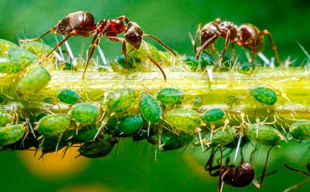 Тля: эксперты по репродукции Устойчивость тли к уничтожению