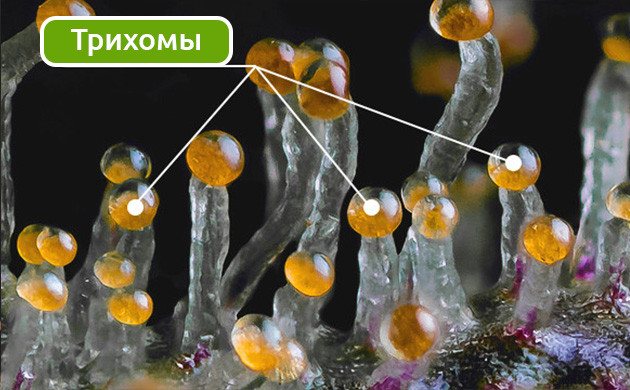 Трихомы под микроскопом Определение зрелости урожая конопли