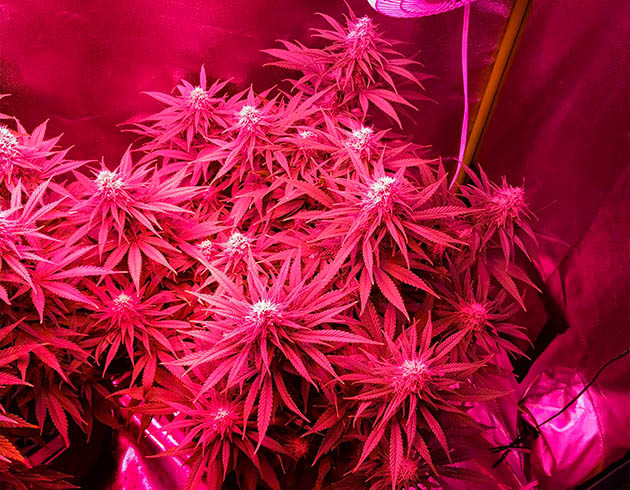 Появление лимонно-дизельного запаха Цветущий куст под LED освещением