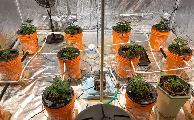 Кусты каннабиса в гидропонике