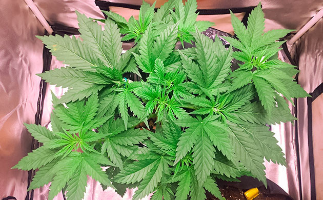 Легкая дефолиация куста Critical Kush