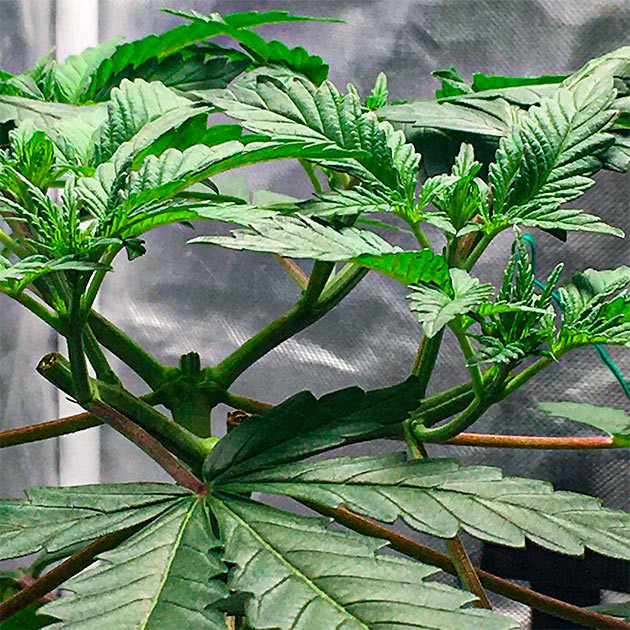 Обрезка для создания равномерной структуры и роста Разделение и формирование стеблей для равномерного роста