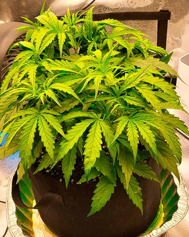 Куст Forbidden Runtz Auto от FastBuds ростом 20 см