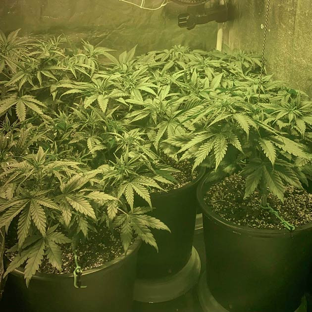 Конопля на последней неделе вегетации