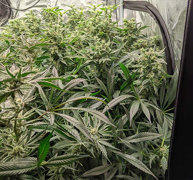 Верхушка каннабиса близко к источнику света