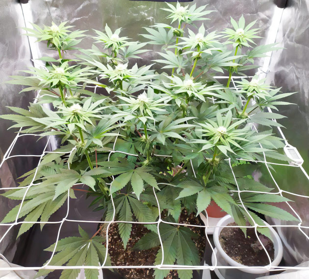 Развитие шишек Biscotti Mintz