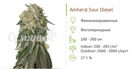 Amherst Sour Diesel fem от Humboldt Seeds