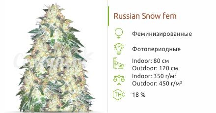 Сорт конопли Russian Snow Russian Snow fem (Vision Seeds)