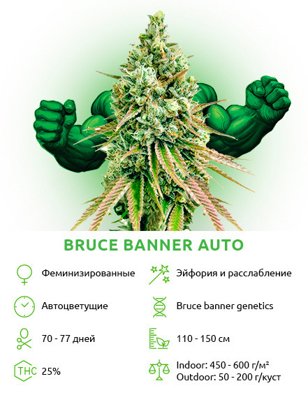 Семена сорта Bruce Banner Auto Bruce Banner Auto от Семяныча